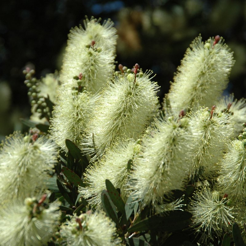 Callistemon pallidus (Tyčinkovec) ´BIANCO´ kont. C7L, výška: 50-70 cm, biely